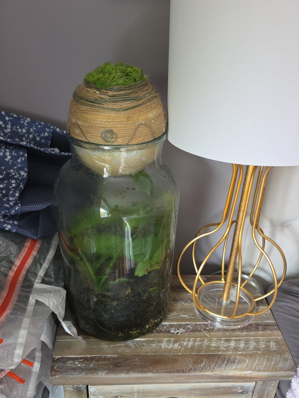 Glass Terrarium Jar with Natural Moss Accent - Green
